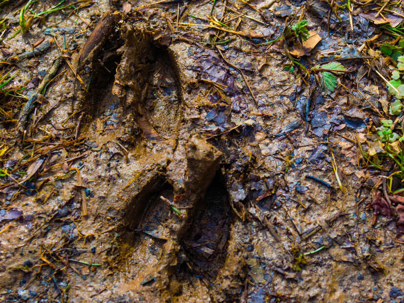 scouting hunting area for deer tracks